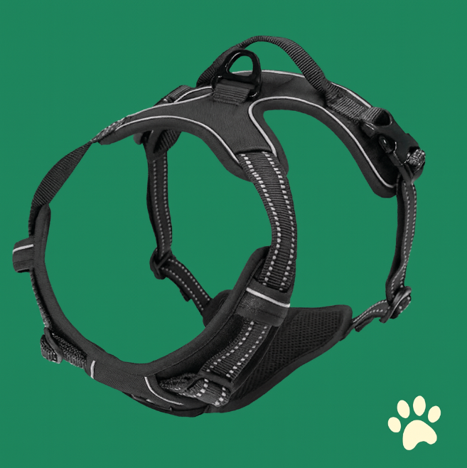 Harnais pour chien